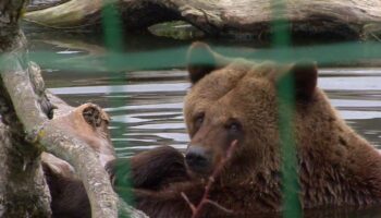 il-tar-sospende-l’uccisione-degli-orsi-jj4-e-mj5 