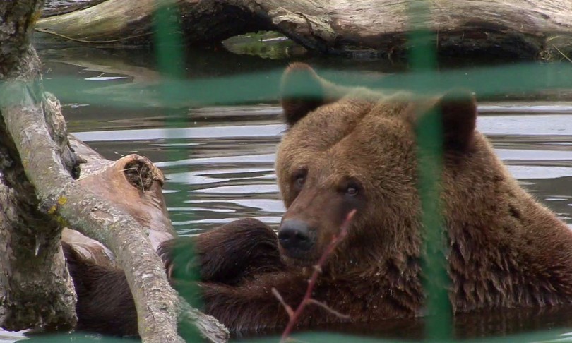 il-tar-sospende-l’uccisione-degli-orsi-jj4-e-mj5