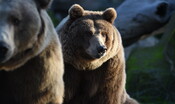 gli-orsi-jj4-e-mj5-non-saranno-uccisi.-il-tar-ha-sospeso-l’abbattimento