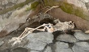pompei-continua-a-stupire.-ritrovati-scheletri-e-due-case-[video]