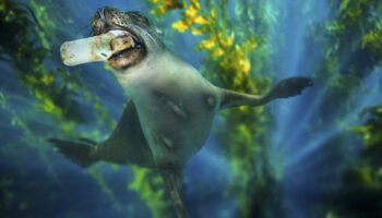 i-danni-(quasi)-irreversibili-dell’onnipresente-plastica