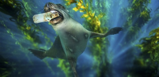 i-danni-(quasi)-irreversibili-dell’onnipresente-plastica