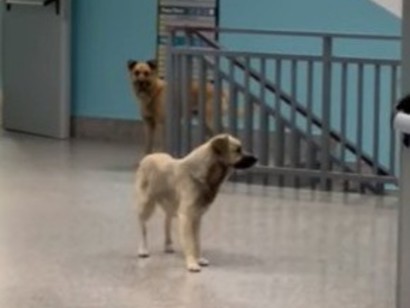 cani-randagi-a-passeggio-tra-i-reparti-dell’ospedale-di-lamezia-terme-[video]