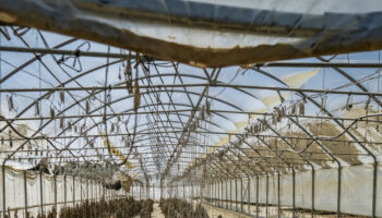 in-emilia-romagna-100mila-ettari-di-coltivazioni-nel-fango