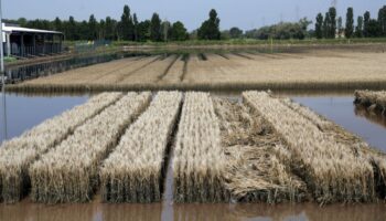 prestiti-di-ismea-fino-a-30-mila-euro-i-per-danni-dell’alluvione