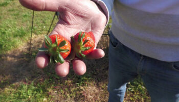 i-distretti-del-cibo-volano-per-lo-sviluppo-territoriale