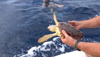 in-sardegna-liberato-“carletto”,-giovane-esemplare-di-caretta-caretta