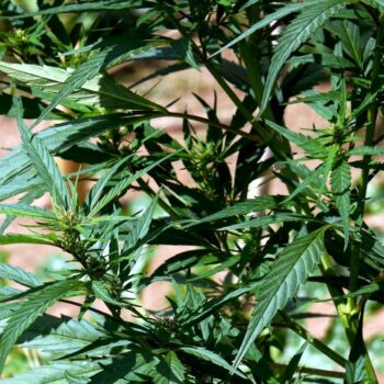 malta,-siciliano-in-carcere-per-spaccio-di-droga