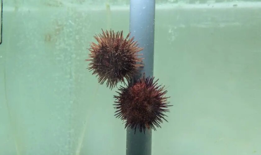 malta,-moratoria-di-due-anni-sulla-raccolta-dei-ricci-di-mare