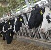 le-mucche-hanno-troppo-caldo,-nei-supermercati-arriva-meno-latte