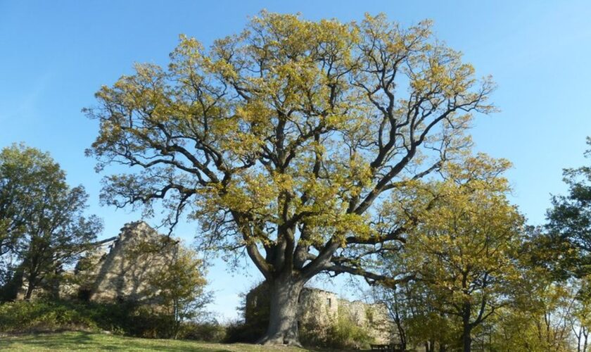 in-emilia-romagna-progetto-di-legge-per-tutelare-gli-alberi-monumentali