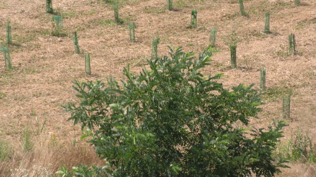 da-arbolia-un-nuovo-bosco-urbano-nel-bergamasco