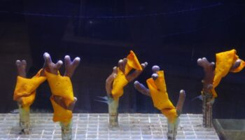 dalla-natura-una-soluzione-per-salvare-i-coralli-dai-cambiamenti-climatici