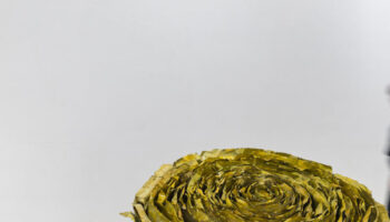 le-rose-di-francesca-leone-al-g20-ambiente-in-india 