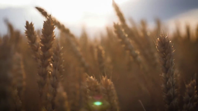 la-guerra-del-grano-minaccia-il-prezzo-della-pasta