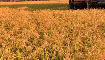 tunisia,-prestito-87,1-mln-dollari-per-sviluppare-settore-cereali