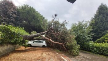 bomba-d’acqua-in-brianza,-a-bernareggio-pino-cade-su-auto-in-sosta