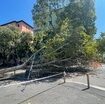 cosa-succedera-agli-alberi-di-milano-abbattuti-dal-nubifragio
