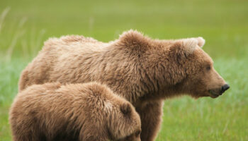 inseguiti-da-un’orsa,-li-attacca-per-difendere-il-cucciolo