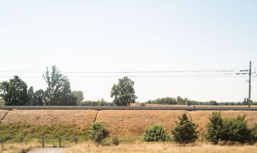 confagricoltura-“necessari-piano-pluriennale-e-valorizzazione-del-grano”