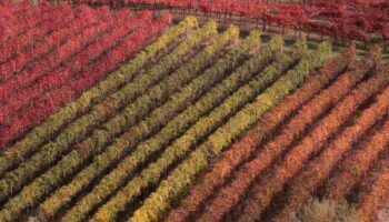 nel-lazio-numeri-da-record-per-richieste-autorizzazioni-di-nuovi-vigneti