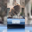 festa-del-gatto,-giro-in-volante-per-la-mascotte-della-polizia-romina