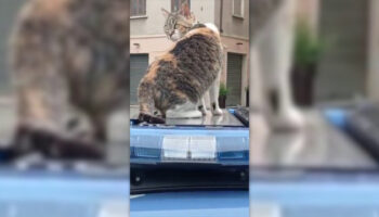 festa-del-gatto,-giro-in-volante-per-la-mascotte-della-polizia-romina