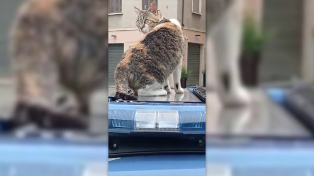festa-del-gatto,-giro-in-volante-per-la-mascotte-della-polizia-romina