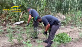 sequestrata-a-vibo-valentia-estesa-piantagione-di-canapa-indiana