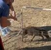 voleva-forse-fare-gol-e-invece….-brutta-disavventura-per-un-cucciolo-di-cinghiale-[video]