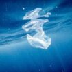 nel-mediterraneo-uccelli-a-rischio-a-causa-della-plastica-marina