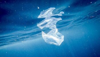nel-mediterraneo-uccelli-a-rischio-a-causa-della-plastica-marina