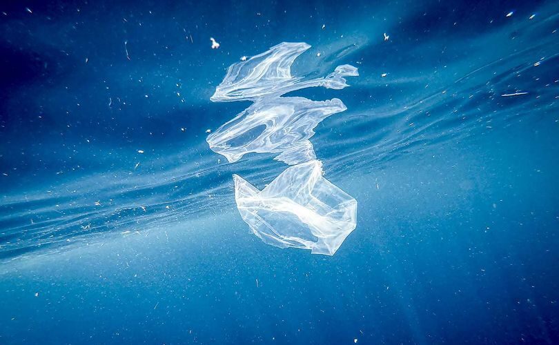 nel-mediterraneo-uccelli-a-rischio-a-causa-della-plastica-marina