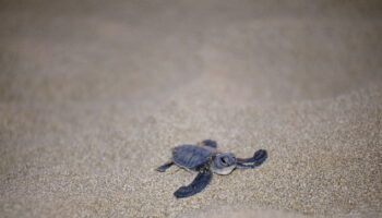 ottanta-tartarughine-hanno-preso-il-mare-a-maratea