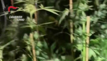 coltivavano-marijuana,-denunciata-una-famiglia-nel-torinese
