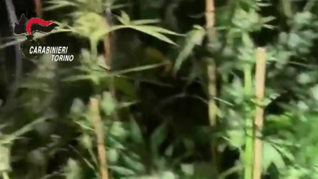 coltivavano-marijuana,-denunciata-una-famiglia-nel-torinese
