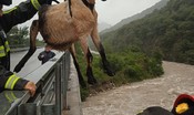 pecore-e-capre-salvate-dalla-furia-di-un-fiume-nel-verbano