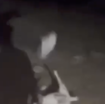 due-diciottenni-hanno-ucciso-a-calci-una-capretta-e-postato-il-video-sui-social