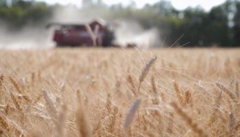 cresce-l’insicurezza-alimentare