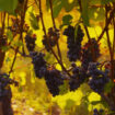 vendemmia,-produzione-in-calo