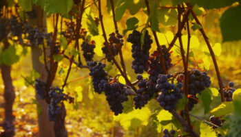 vendemmia,-produzione-in-calo