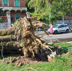 i-nubifragi-di-milano-hanno-abbattuto-5-mila-alberi 