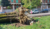 i-nubifragi-di-milano-hanno-abbattuto-5-mila-alberi 