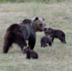 l’orsa-amarena-gioca-con-i-suoi-cuccioli-–-foto