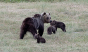 l’orsa-amarena-gioca-con-i-suoi-cuccioli-–-foto