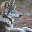 la-presenza-del-lupo-e-decuplicata-in-europa-in-40-anni