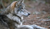la-presenza-del-lupo-e-decuplicata-in-europa-in-40-anni