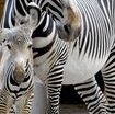 fiocco-rosa-al-bioparco-di-roma,-e-nata-una-zebra-a-rischio-estinzione-[video] 