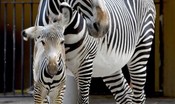 fiocco-rosa-al-bioparco-di-roma,-e-nata-una-zebra-a-rischio-estinzione-[video] 