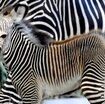 la-piccola-zebra-nata-al-bioparco-di-roma
